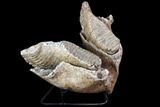 Wide Woolly Mammoth Lower Jaw With M Molars #87475-1